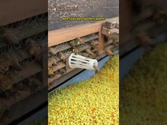 Vente en gros de miel d'abeille 100% naturel de haute qualité, miel d'herbe traditionnel biologique brut pur