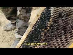 Vente en gros de haute qualité 100% naturel Puri miel de forêt de brousse sans additifs