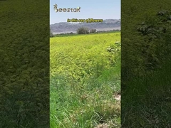 Miel naturel pur MGO100+ Produit d'abeille de miel de Manuka naturel 290 kg de Nouvelle-Zélande