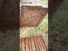 1,6% naturel de 10-HDA biologique de la gelée royale fraîche pure pour les soins de santé