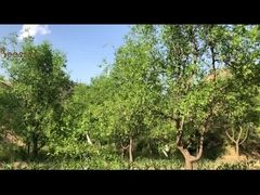 10,8% de 10-HDA biologique frais gelée royale naturelle jaune clair