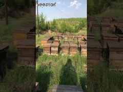 UMF15+ Miel d'abeille naturel Miel de Manuka néo-zélandais pur MGO550+ aliments de santé 250g