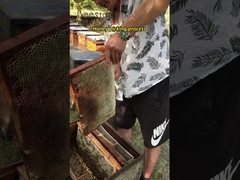 Produit d'abeille à base de pollen de colza pur et frais destiné à l'apiculture