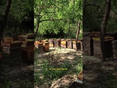 UMF15+ Miel d'abeille naturel Miel de Manuka néo-zélandais pur MGO550+ aliments de santé 250g