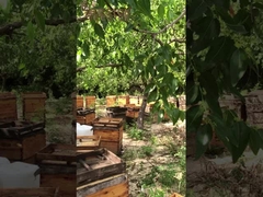 20,2% de 10-HDA biologique fraîche gelée royale naturelle