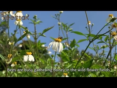 Produits d'abeille Crème biologique Miel de l'abeille Lait d'abeille frais Organic Royal Jelly