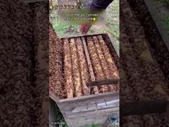 Pollen d'abeille cru