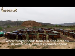 Beestar miel de cidre naturel frais sans aucun additif miel d'abeille naturel miel brut pour les soins de santé