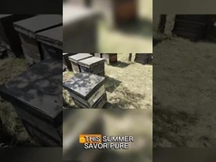 Pollen d'abeille à gros grains de viol Miel Pollen d'abeille cru pour les humains et les abeilles