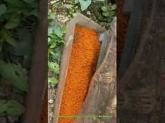 Pollen d'abeille à gros grains de viol Miel Pollen d'abeille cru pour les humains et les abeilles