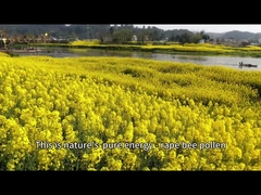 Maïs jaune brun Pôle d'abeille cru pur pour les exploitations apicoles