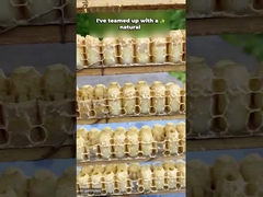 Meilleur prix gelée royale fraîche pure en poudre lyophilisée