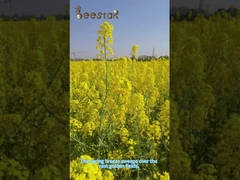 Poudre de pollen de pin fractionnée de coque Nature fraîche Jaune pâle