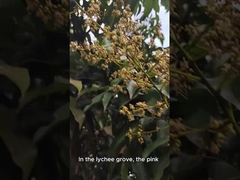 Miel d'abeille naturel