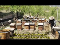 Miel de Manuka à vendre à chaud 100% MGO100+ UMF5+ Miel d'abeille naturel de Nouvelle-Zélande