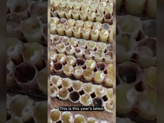 Gelée Royale Pure Naturelle Liquid Gold 10-HDA Soin Frais et Sain 1000mg Reine