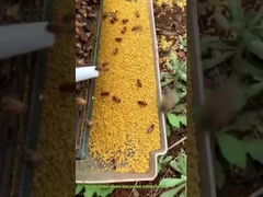 Savez- vous d'où vient le pollen d'abeille?