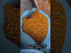 Le dernier pollen collecté cette année présente des grains pleins et uniformes.