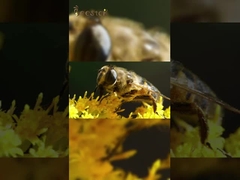 Les abeilles qui travaillent dur ramassent le miel et préparent le plus délicieux.