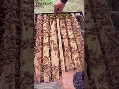 Vente chaude sur le marché Gelée Royale Fraîche Biologique Naturelle Qualité Alimentaire