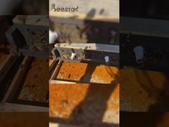 2025 vente à chaud Pollen d'abeille pur de grande qualité