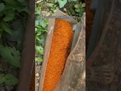 Pollen de thé frais cru personnalisé Vitamines d'abeille Nouveaux produits d'abeille naturels frais