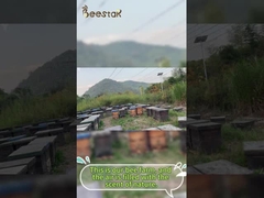 Miel naturel Pollen d'abeille brut Granulaire Pollen d'abeille pur Nourriture pour abeilles