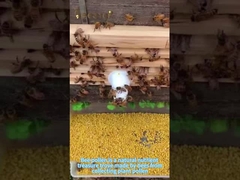 Le pollen d'abeille est un trésor naturel de nutriments et un produit de santé essentiel pour les personnes en bonne santé.