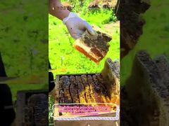 Miel d'agrumes 100% naturel Miel brut pur