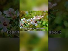 Miel d'abeille naturel 250 g Miel biologique pur brut Miel de Manuka du Nouveau-Zélande Miel d'abeille naturel