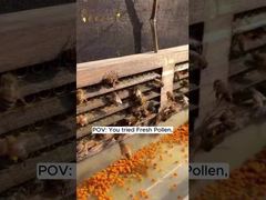 Pollen d'abeille frais brut de haute qualité, vitamines d'abeille, nouveaux produits apicoles naturels frais