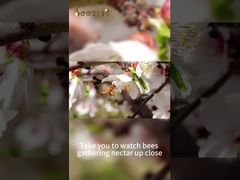 Miel d'abeille naturel pur 100%, le miel délicieux est dur à gagner