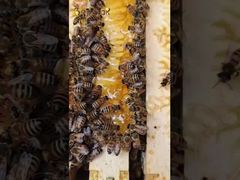 Il ne s'agit pas seulement de collecter du nectar ; c'est une merveille chimique méticuleusement orchestrée.