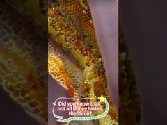 le miel à la main peut mieux préserver les nutriments et le goût original du miel