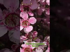 Le miel de manuka n'est pas seulement un édulcorant; il procure de nombreux bienfaits au corps.