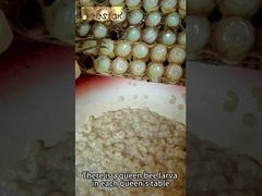 Produit de l'abeille riche en 10-HDA Gelée Royale Fraîche Bio Pure Aliment Reine Frais