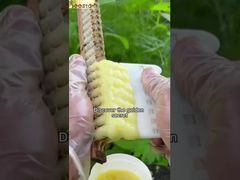 Si vous connaissez les bienfaits de la gelée royale pour le corps humain, vous l'aimerez sûrement.