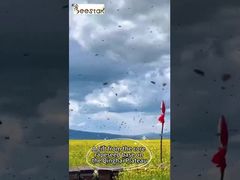 Regarder : Présentation des granulés de pollen d'abeille brut multi-fleurs en carton de 25 kg, complément alimentaire