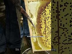 Voir le miel de miel d'abeille 100% naturel en gros, miel brut pur de haute qualité Démo