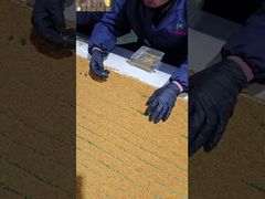 Un regard plus attentif : Pollen d'abeille frais cru personnalisé, vitamines d'abeille, nouveaux produits naturels frais de l'abeille