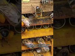 Let me show you what pollen looks like when magnified 1000 times under a microscope