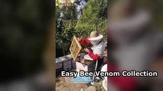 Dispositif collecteur de venin d'abeille apiculture facile