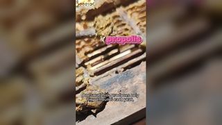 Savez-vous comment est extraite la propolis, surnommée « l’or violet » ?