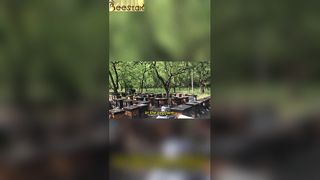 Le rucher présente une scène d’une parfaite harmonie.