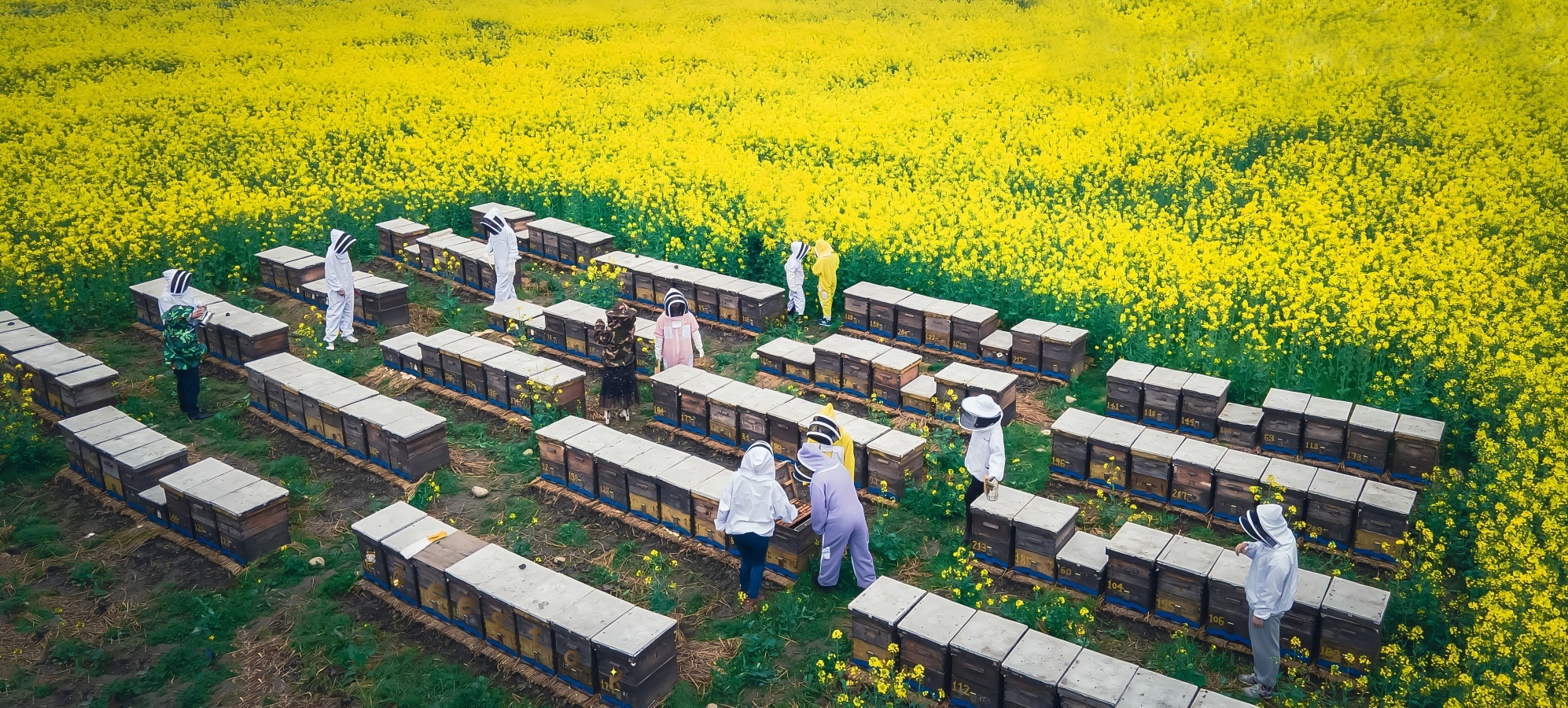 qualité Pollen d'abeille cru usine