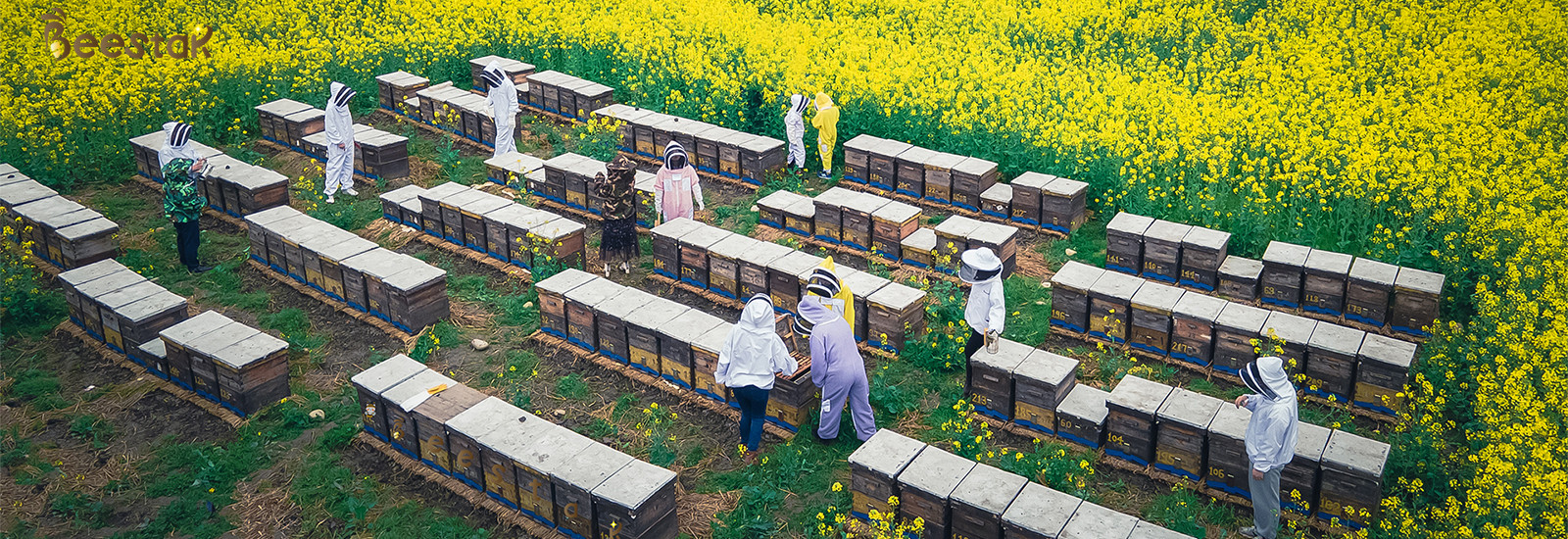 qualité Pollen d'abeille cru usine