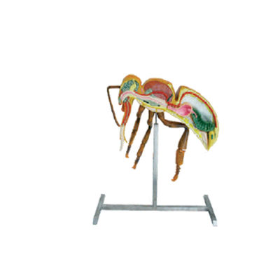 L'apiculture usine le modèle d'anatomie d'abeille de taille de l'équipement 60cm 110cm de l'apiculture